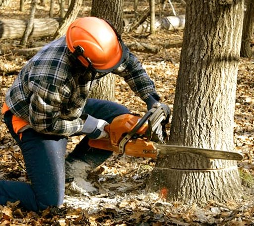 Tree Removal in North Conway, NH